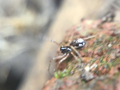 Pachygnatha autumnalis