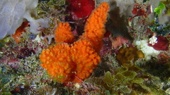 Ptilocaulis walpersii