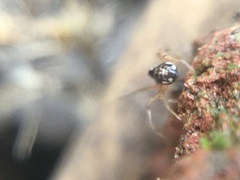 Pachygnatha autumnalis