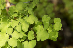 Adiantum aethiopicum