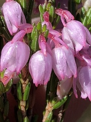 Erica palliiflora