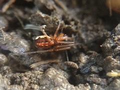 Pachygnatha autumnalis