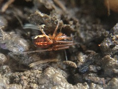 Pachygnatha autumnalis