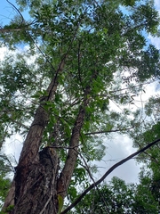 Eucalyptus resinifera