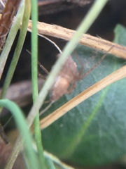 Oxyopes aglossus