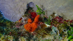 Ptilocaulis walpersii