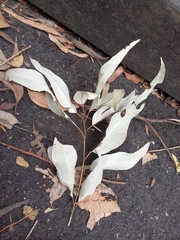 Eucalyptus resinifera