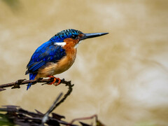 Corythornis vintsioides