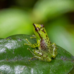 Guibemantis