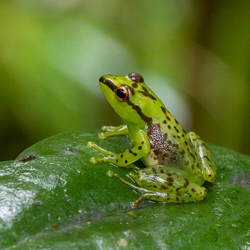 Pandanus Frog