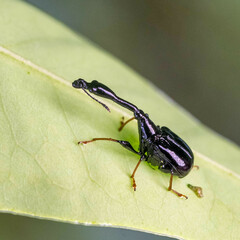 Apoderinae