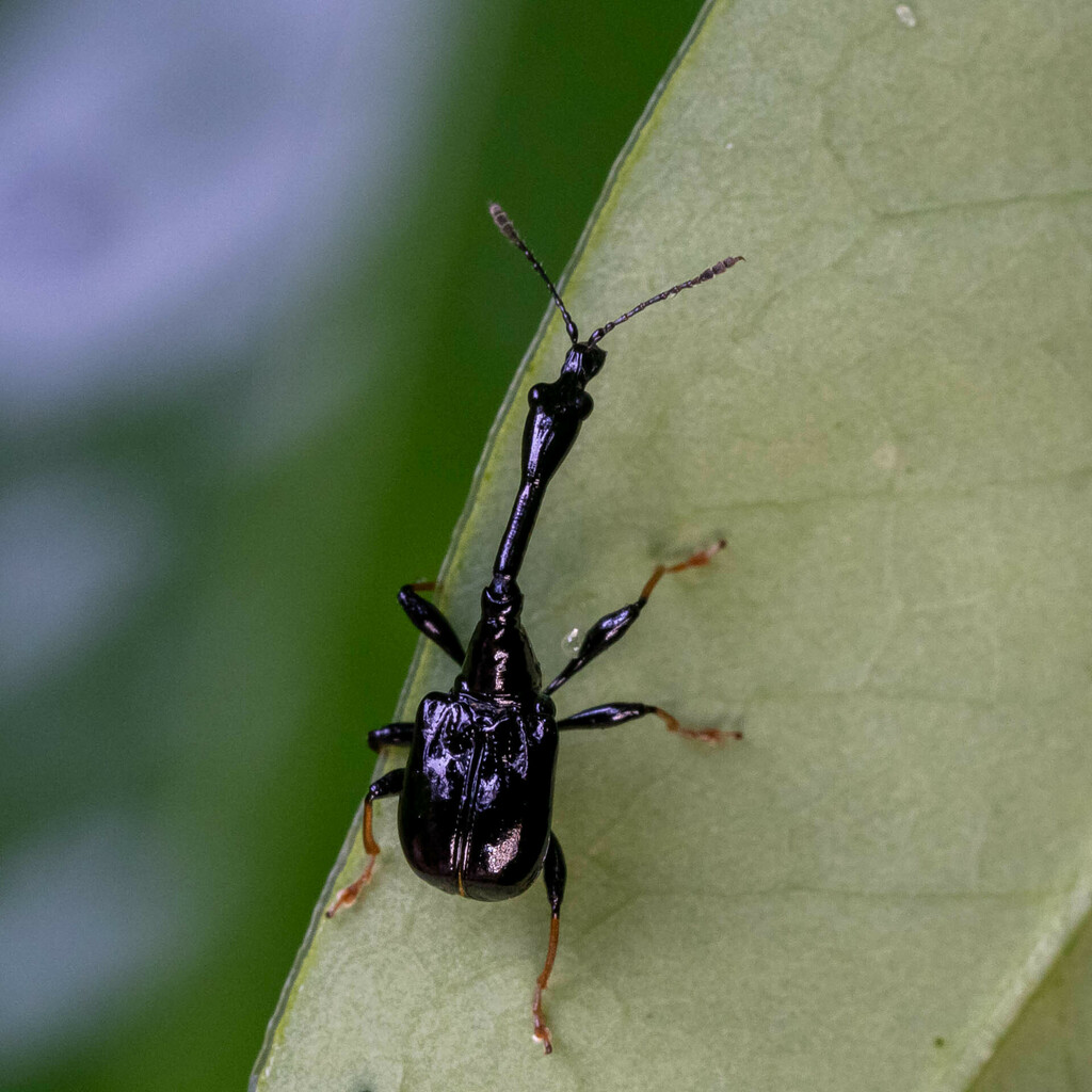 Trachelophorus humeralis