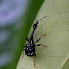 Apoderinae