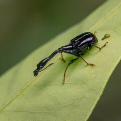 Apoderinae