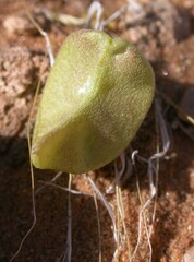 Astragalus geyeri triquetrus