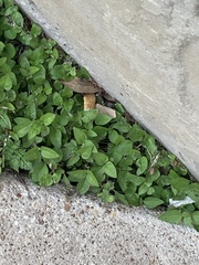 Calyptocarpus vialis