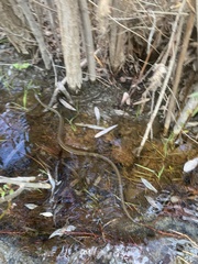 Thamnophis hammondii