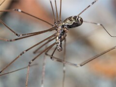 Smeringopus pallidus