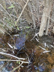 Thamnophis hammondii