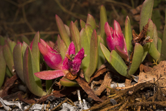 Carpobrotus modestus