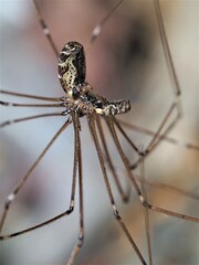 Smeringopus pallidus