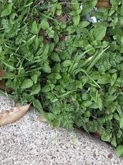 Calyptocarpus vialis