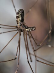 Smeringopus pallidus