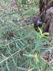 Melaleuca linariifolia