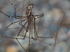 Smeringopus pallidus