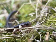 Plethodon ventralis