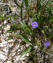 Gentianopsis thermalis