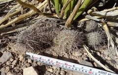 Thelocactus bicolor