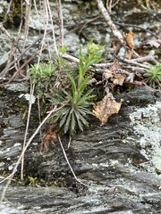 Draba ramosissima