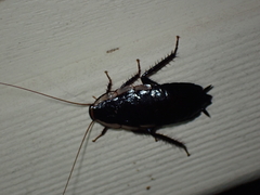 Drymaplaneta semivitta