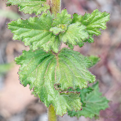 Phacelia viscida