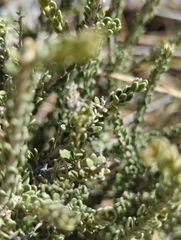 Mortonia scabrella