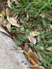 Torilis nodosa