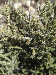 Mortonia scabrella
