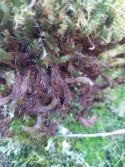 Polytrichum piliferum