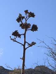 Agave parryi