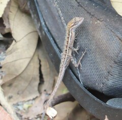 Anolis auratus