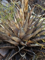 Agave parryi