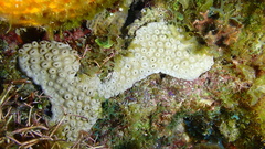 Palythoa caribaeorum