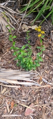 Solidago chapmanii