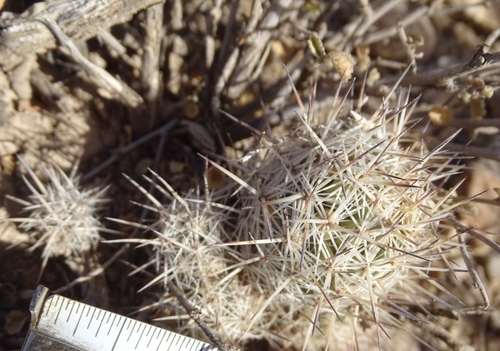 Pelecyphora lloydii