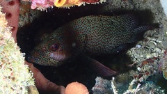 Cephalopholis cruentata