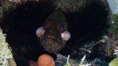 Cephalopholis cruentata