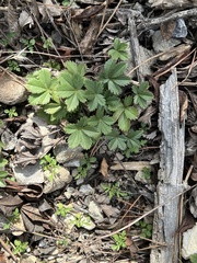 Potentilla canadensis