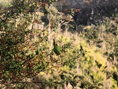 Pyrrhura hoffmanni