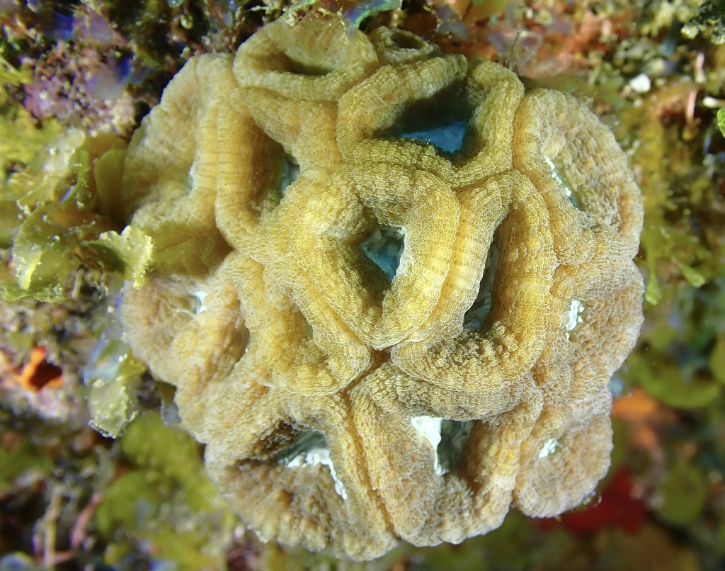 Rough Star Coral